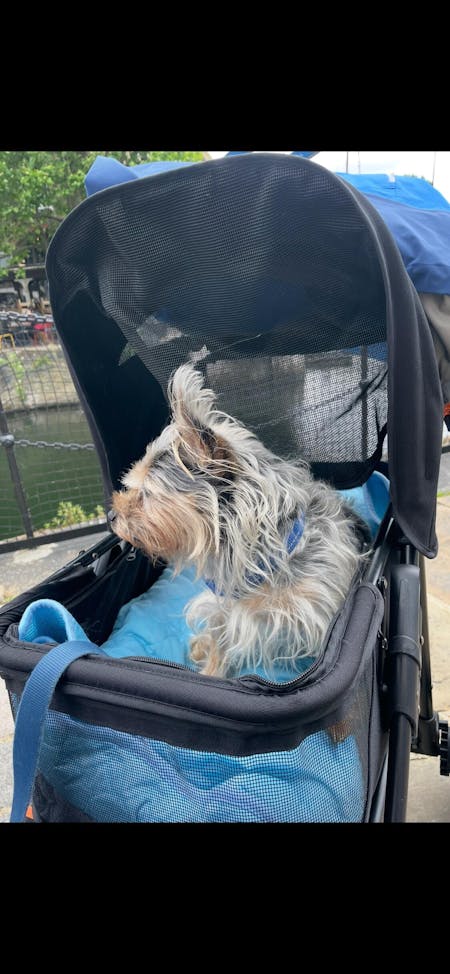 Palster Explorer All Terrain Dog Stroller – Durable Pet Pushchair Black & Harbour Blue